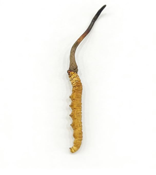 TibetCloud Wild Cordyceps Sinensis Caplet 1