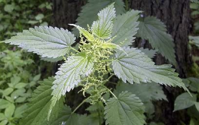 Lost Empire Herbs Stinging Nettle Root 10:1 Full-Spectrum Water Extract Powder, 2.65 Ounces