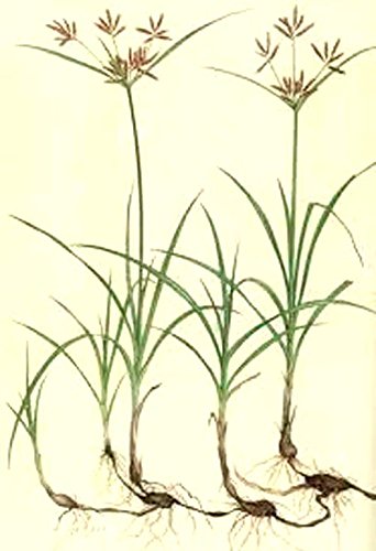 Neotea Korai Kizhangu Powder (Cyperus Rotundus) 1kg