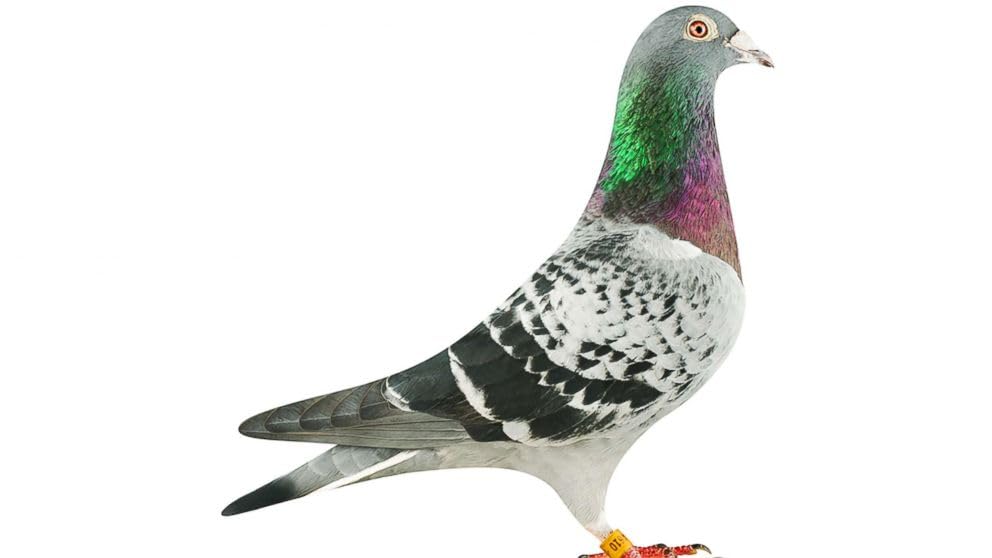 Generic Farmalab Calcium Bone D3 Extra Strength Calcium Supplement for Pigeons, 100 Tablets