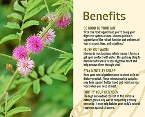 Generic Thotta Sinungi Seed Powder Mimosa Pudica Seed Powder Powder 10.52 Ounce