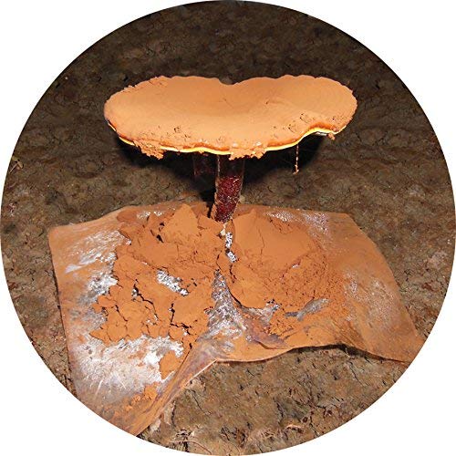 Dragon Herbs Duanwood Reishi Spore Oil Softgel Capsules 30 Softgels