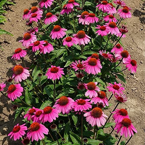 bodi Echinacea Purpurea Flower Leaf Powder 16 oz