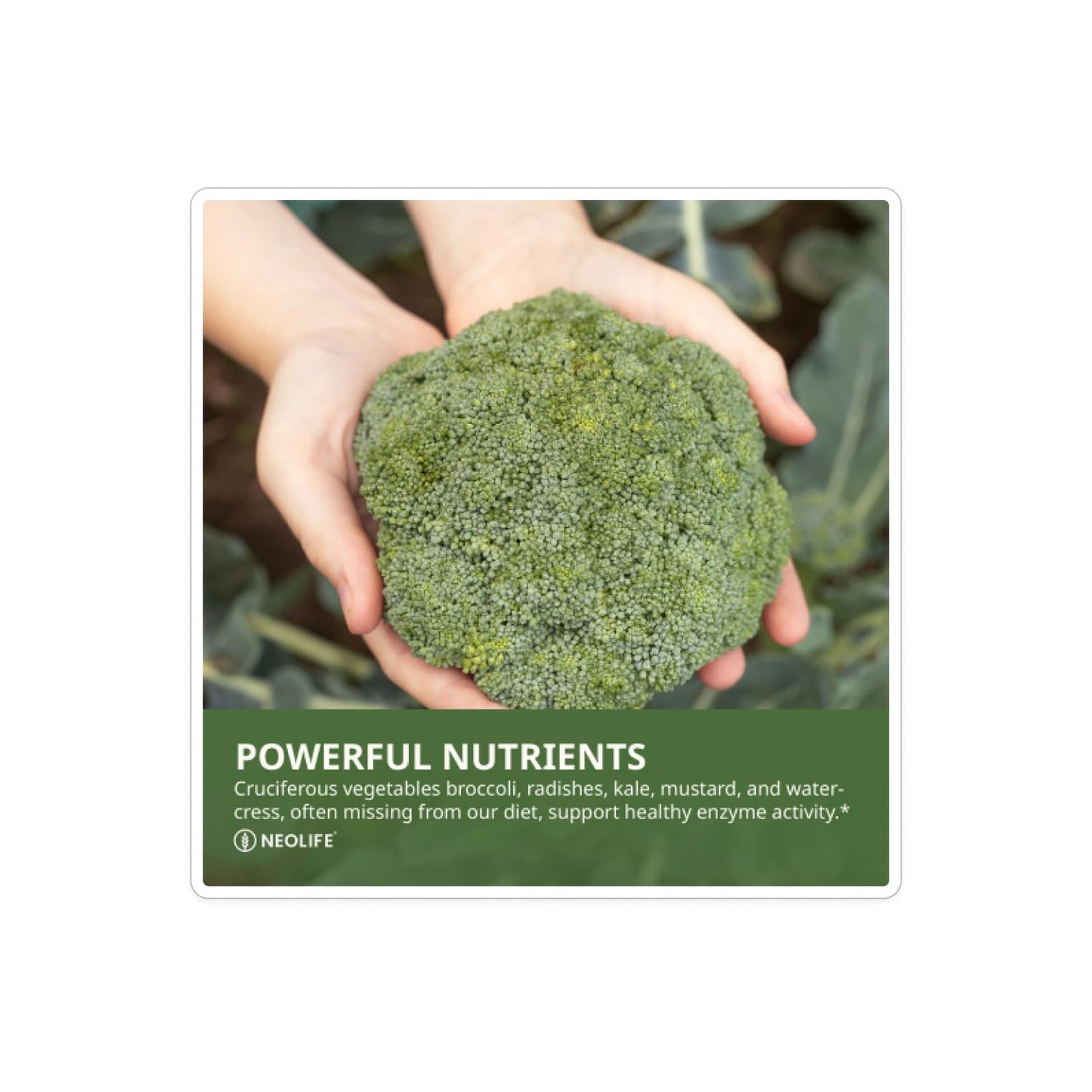 NeoLife Cruciferous Plus Tablet, 60 Tablets