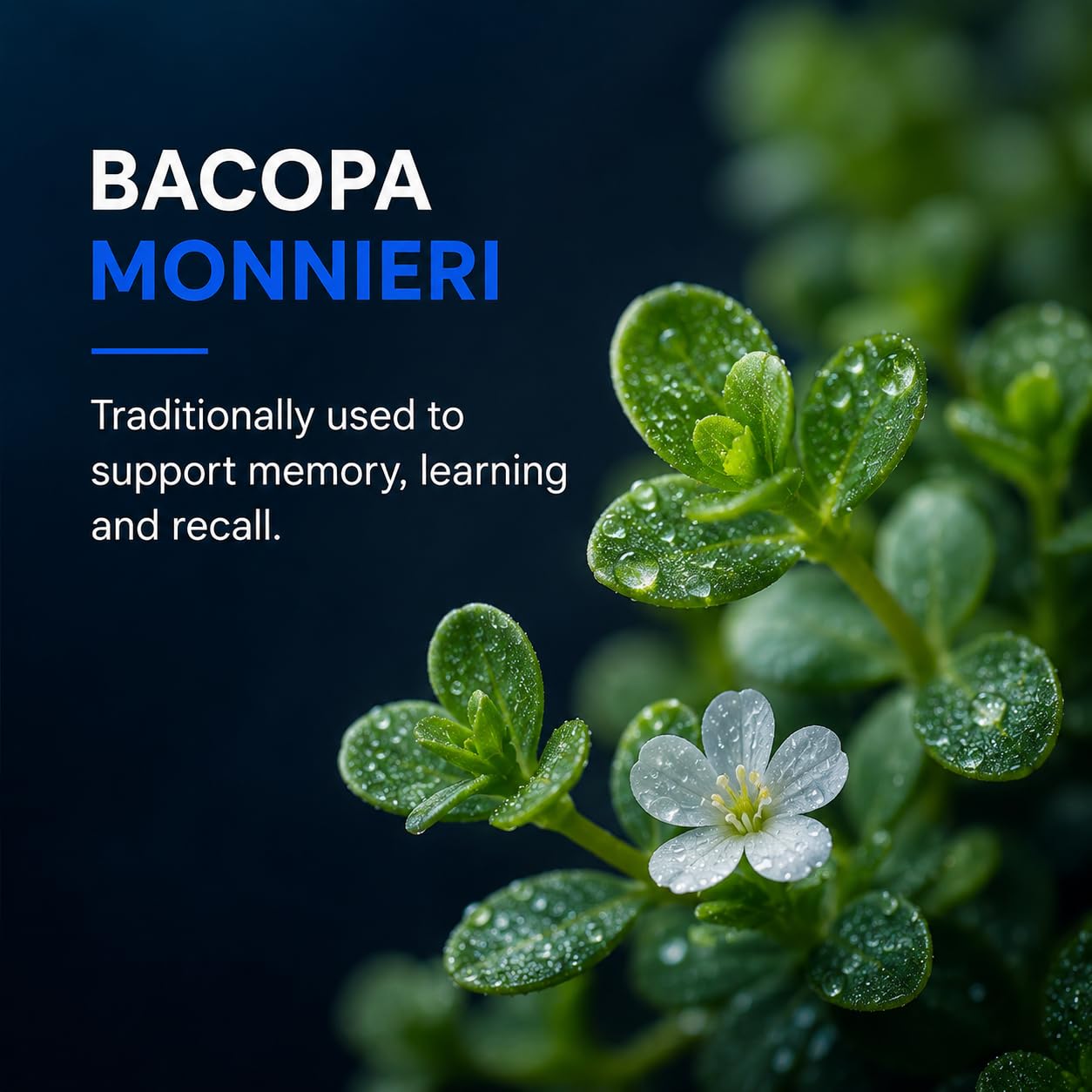 NOOCEPTIN Nootropic Brain Supplement, Stimulant-Free Cognitive Enhancer with Citicoline, Lion's Mane & Bacopa for Focus, Memory & Mental Clarity, Caffeine-Free Brain Support, 90 Capsules