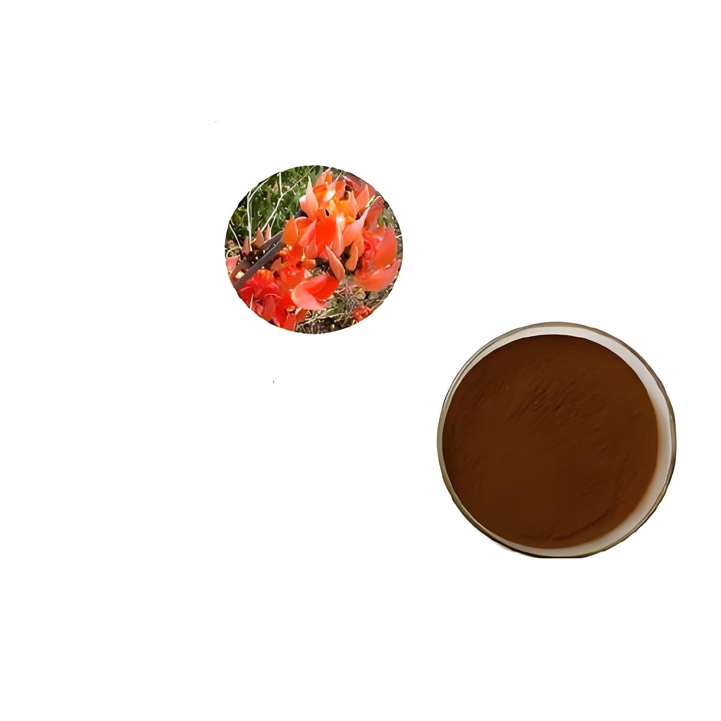 Bright sunlight Butea Superba Extract 20:1 Powder 18