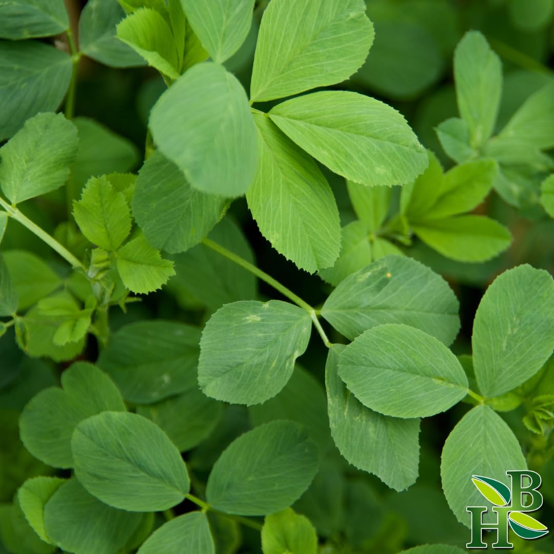 Generic Alfalfa Leaf Powder, 4 oz