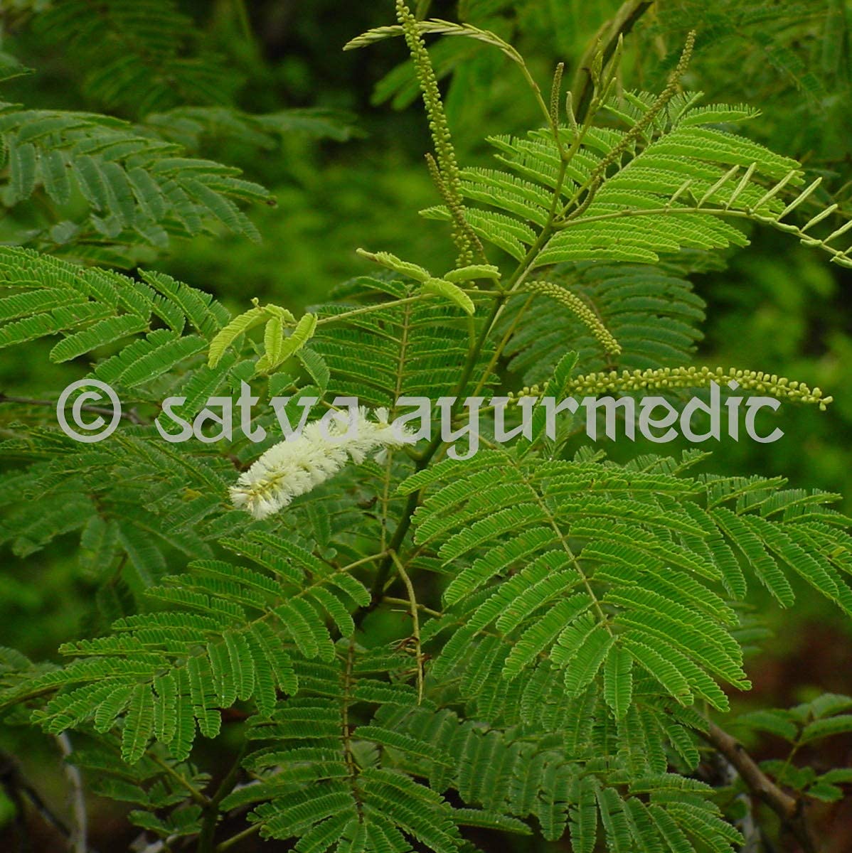 Astha SATVA Katha Powder 3.5274