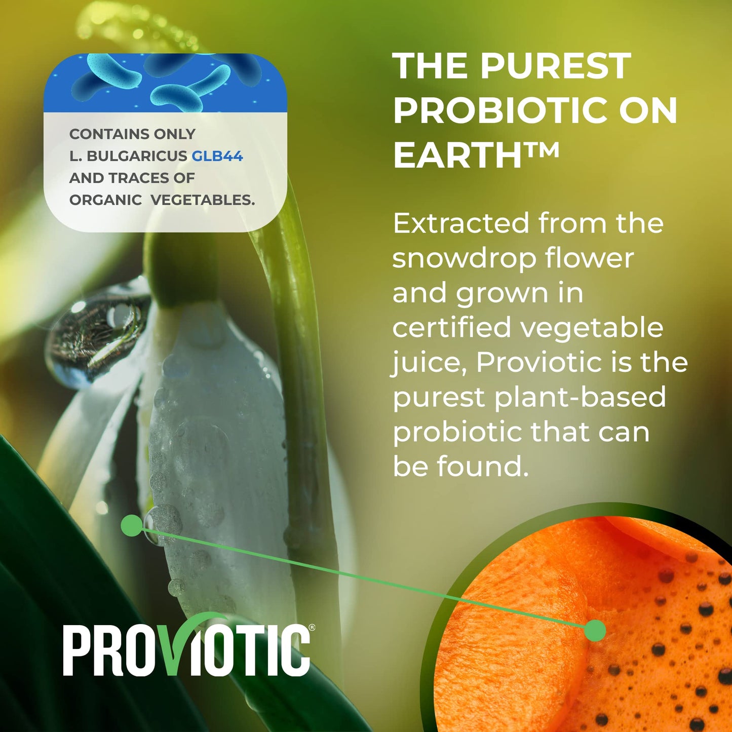 PROVIOTIC Lactobacillus Vegan Probiotic Supplement Capsule 150