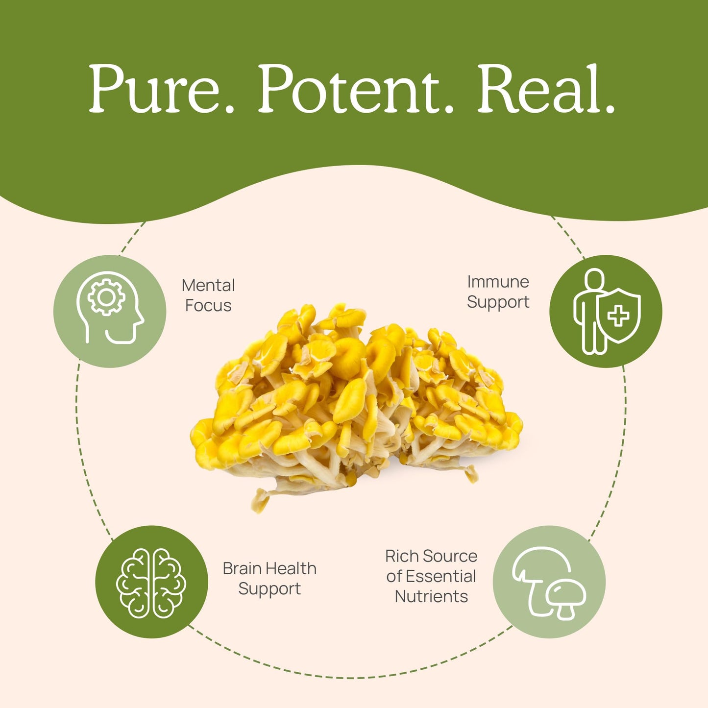 Real Mushrooms Ergothioneine and Reishi 415 Bundle Capsules, 2 Count
