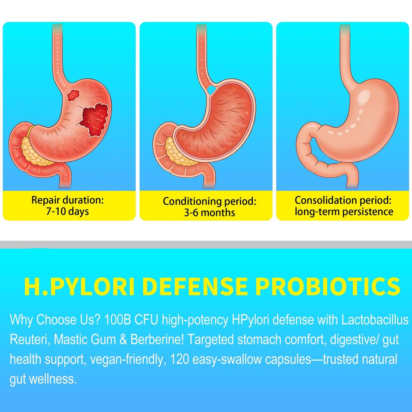 Ulvara H Pylori Defense Probiotics 100 Billion CFU with Lactobacillus Reuteri, Mastic Gum, Berberine, for Digestive & Gut Health, Vegan, 120 Capsules