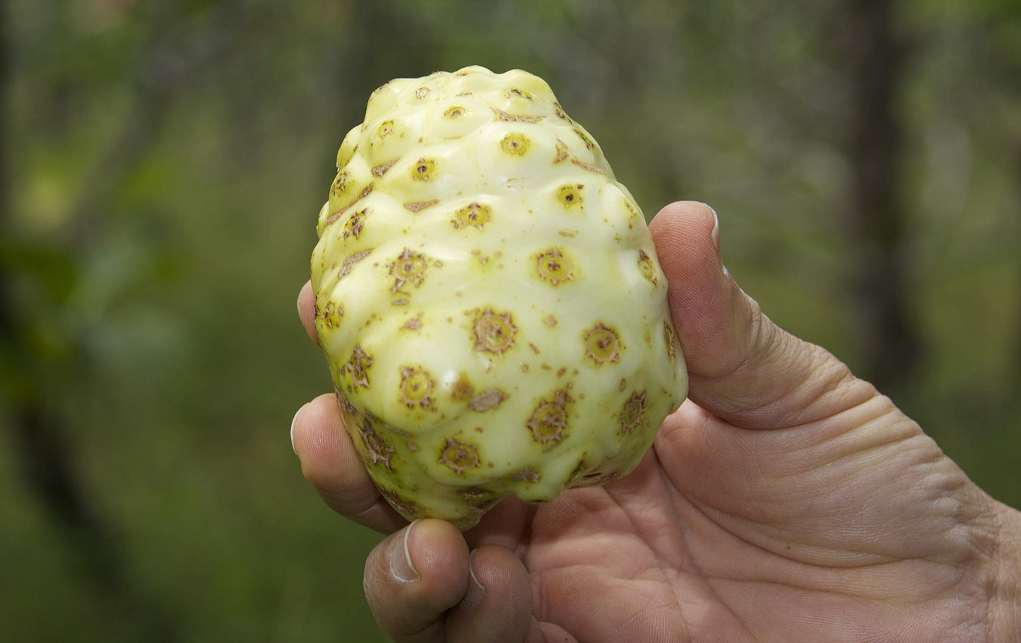 Kanai Farms Virgin Noni Powder 1 Count