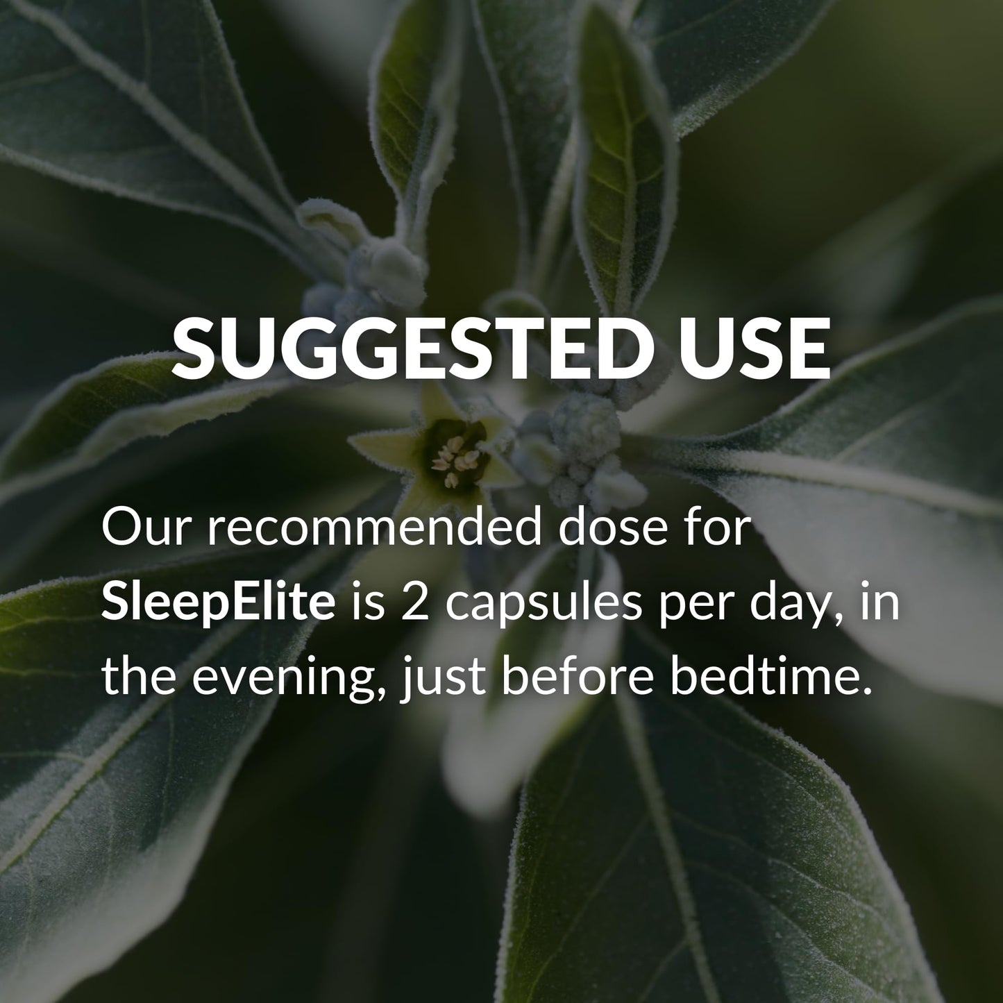 BrocElite Mara Labs SleepElite Capsules, 60 Capsules