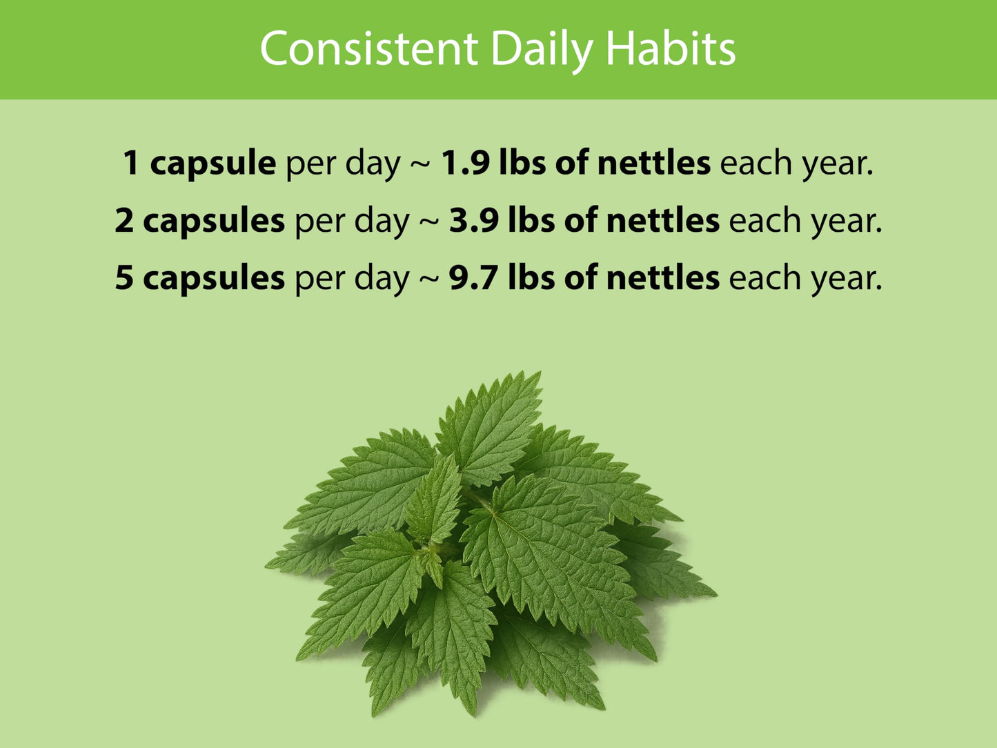 KOYAH Organic Stinging Nettle Leaf Capsules – Freeze-Dried Whole Leaf – 300 mg per Capsule – Upper Respiratory Support & Immune Support – 60 Capsules