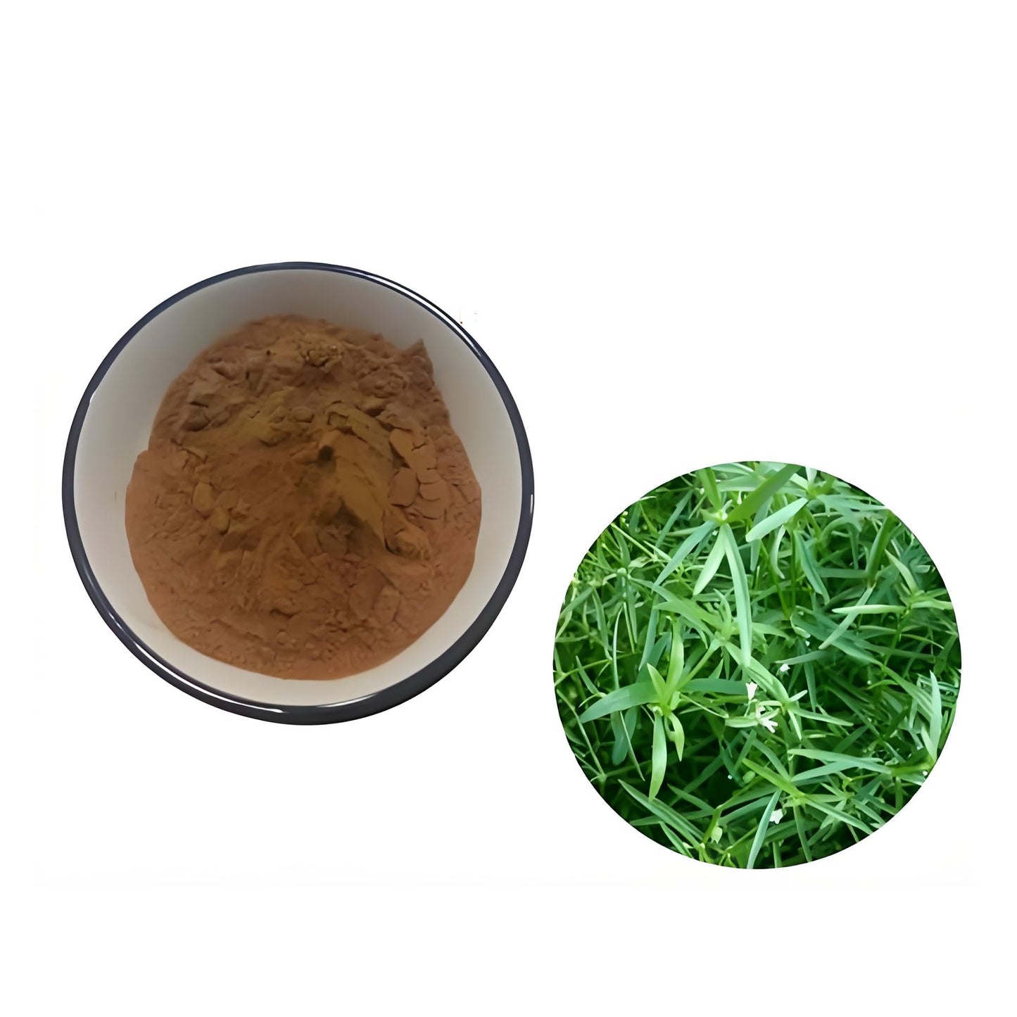Bright sunlight Hedyotis diffusa Extract 20:1 Powder, 18