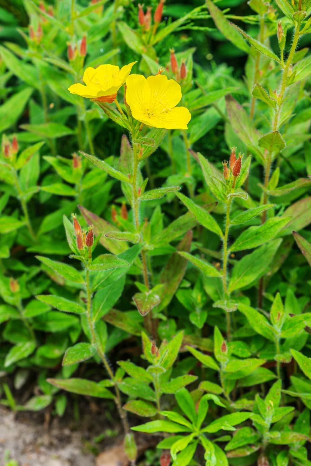 Health Embassy Evening Primrose Seeds Powder, 3.53 oz