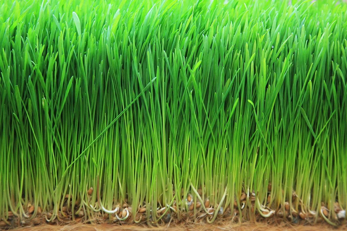 Food to Live Organic Wheatgrass Powder 16