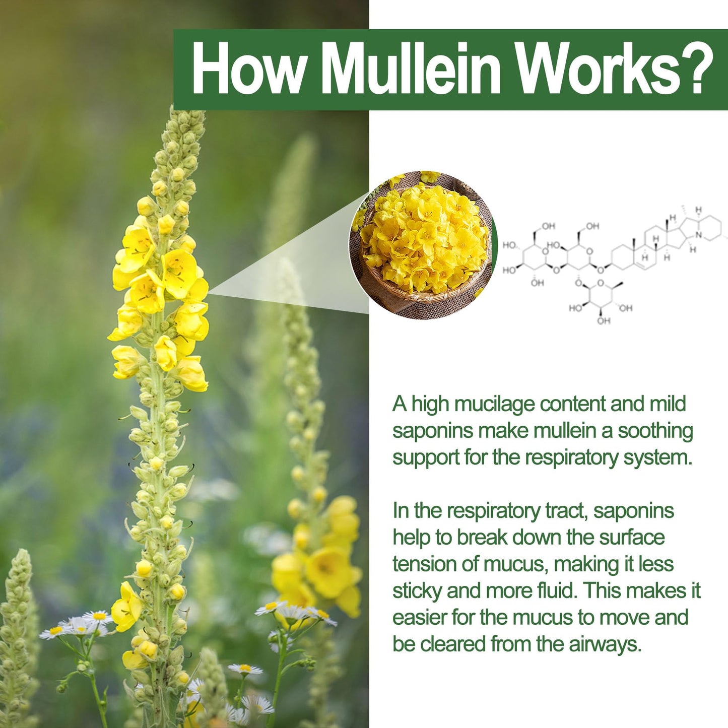 NEVISS Mullein Gummies 1000mg Organic Mullein Leaf Extract with Quercetin & Bromelain, D3 for Digestive Support, Immune Booster, Sugar Free, Vegan, 60 Count