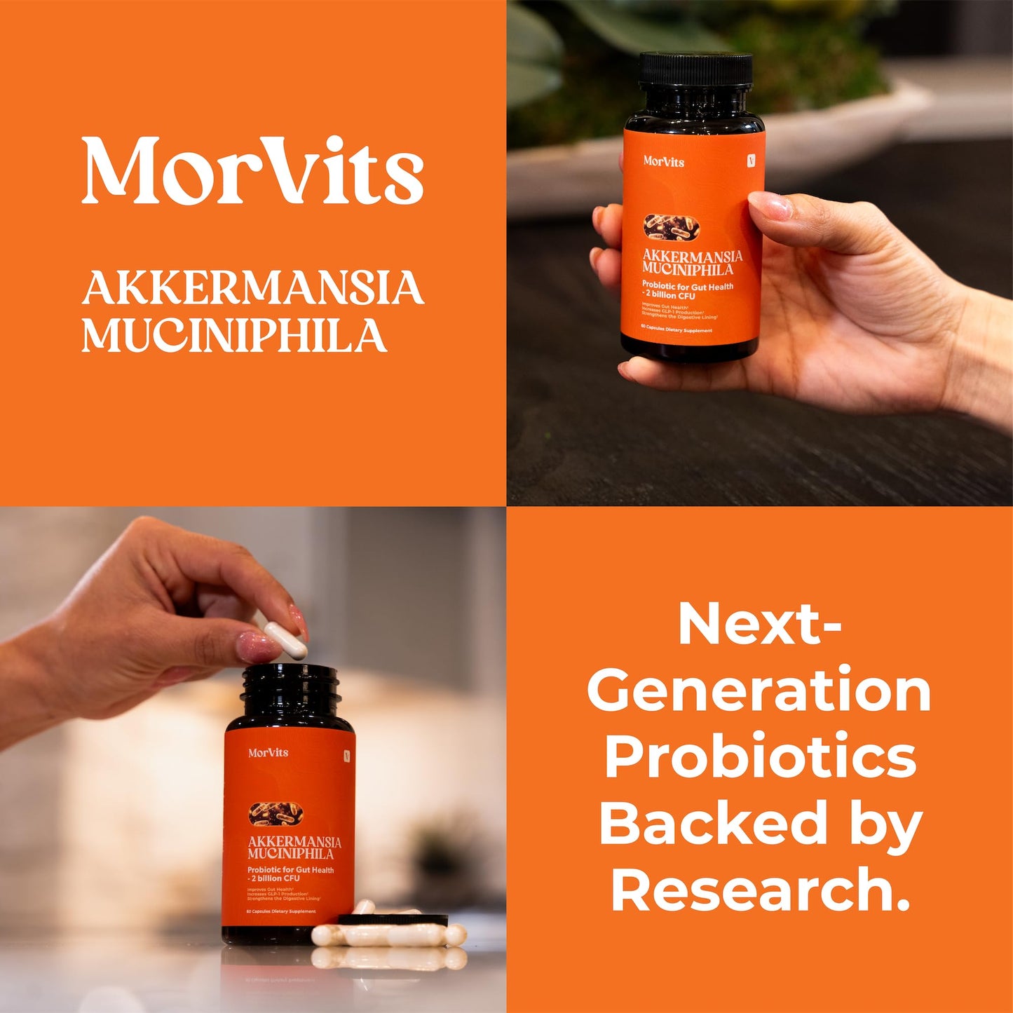 Morvits Akkermansia Probiotic for Cravings & Gut Health GLP-1 Support Supplement with Akkermansia Muciniphila 2 Billion CFU Inulin Prebiotic Fiber, 60 Capsules