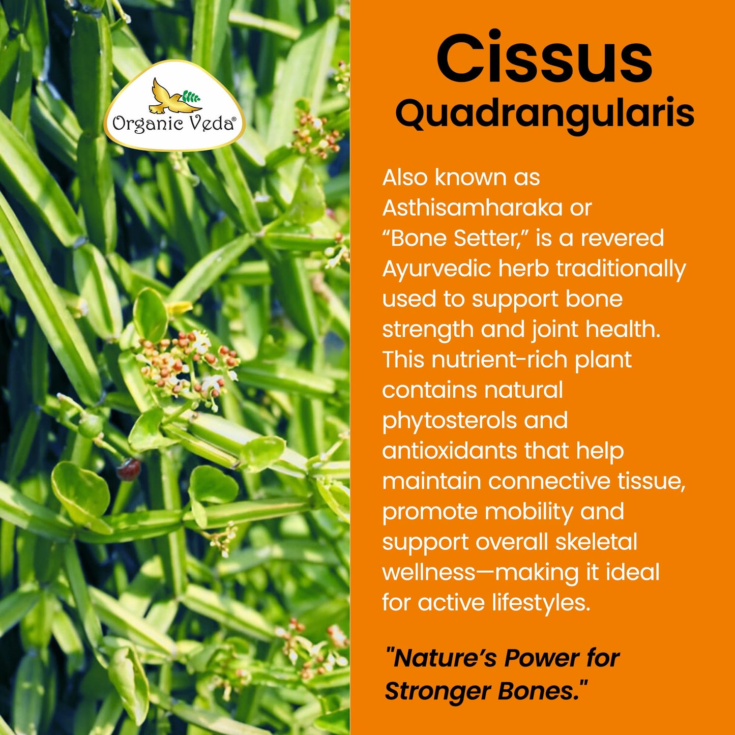 Organic Veda Cissus Quadrangularis Extract 1200mg Capsules, 60 Vegan Capsules