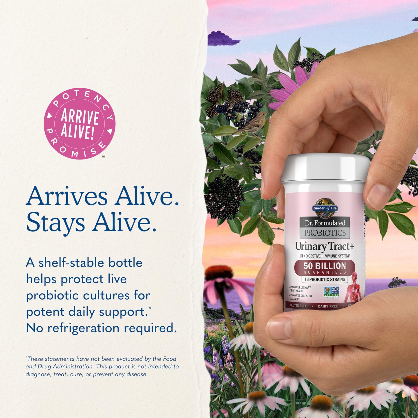 Garden of Life Dr. Formulated Probiotics Urinary Tract+ 60 Vegetarian Capsules
