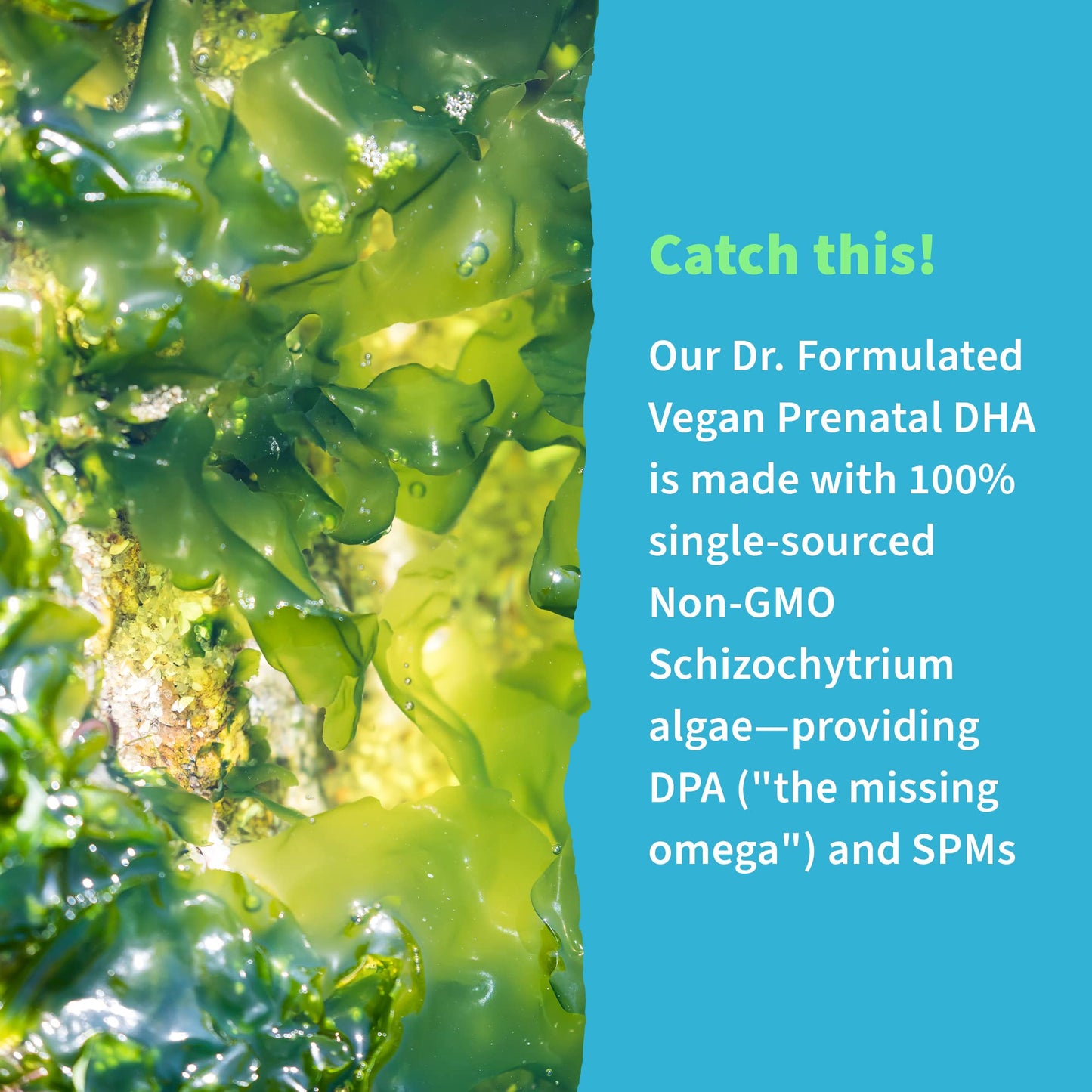 Garden of Life Dr. Formulated Prenatal Vegan DHA - Certified Vegan Omega 3 Supplement with 400mg DHA + DPA from Algal Omega 3 in Triglyceride Form, Non-GMO, 30 Softgels