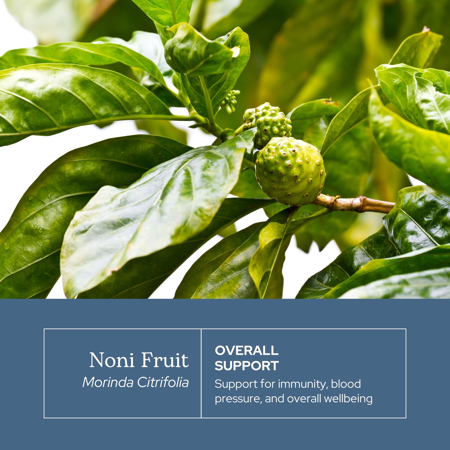 Eclectic Institute Noni Capsules 100 Count