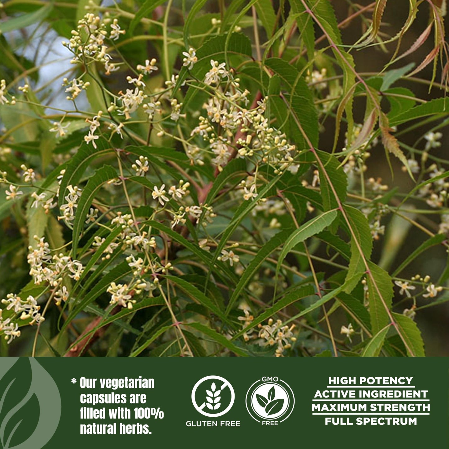 Herbsforever Neem 10:1 Extract (Equiv. to 2450mg Leaves) 750mg per Capsule, 60 Veg Capsules