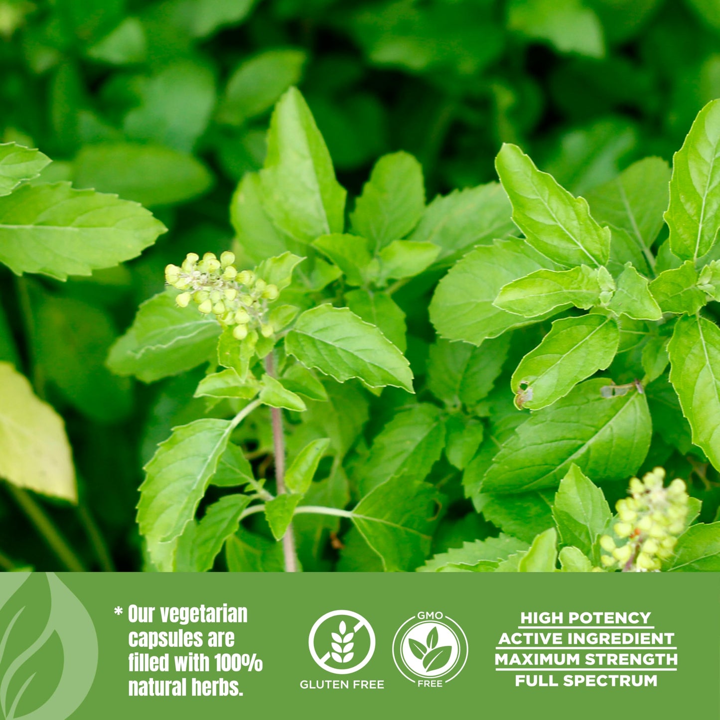 Herbsforever Tulsi Holy Basil Extra Strength 10:1 Extract, Equiv. to 2250mg Leaves Powder Per Serving, 60 Veg Capsules