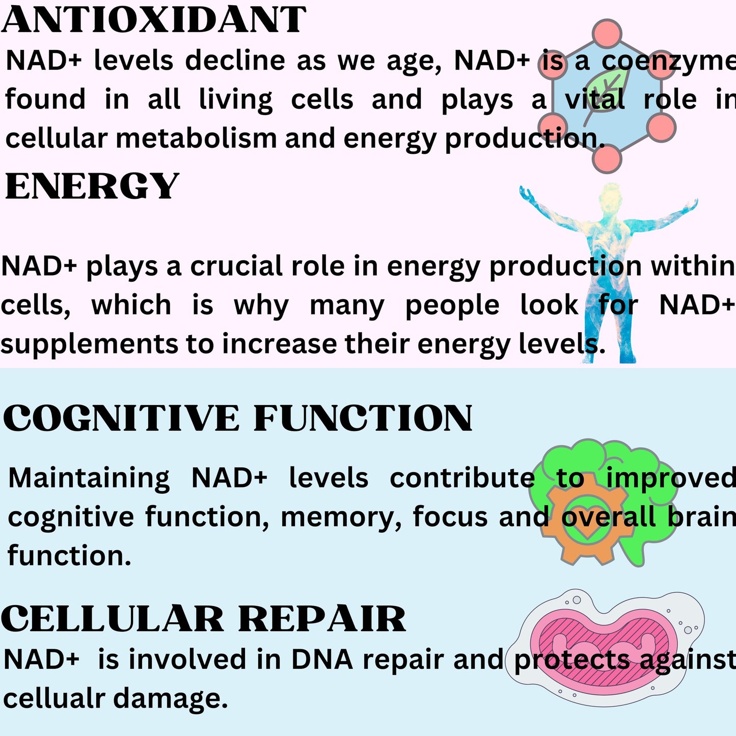 Nikoni Liposomal NAD+ 2000 mg with TMG and Pterostilbene Softgels, 60 Count