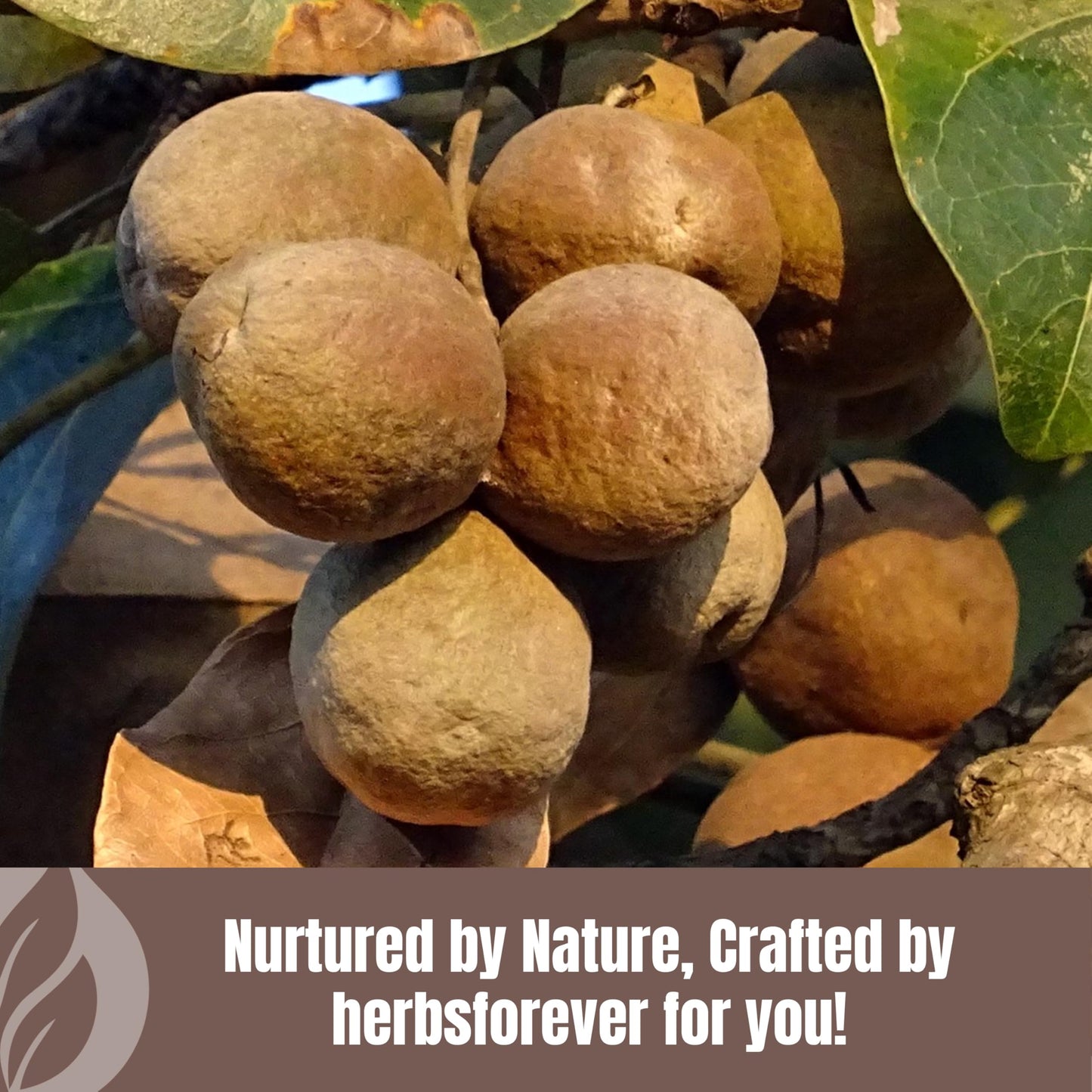 Herbsforever Bibhitaki (Terminalia bellirica) Fruit Powder Without Seed for Digestion & Kapha Detoxification, 16 Ounce