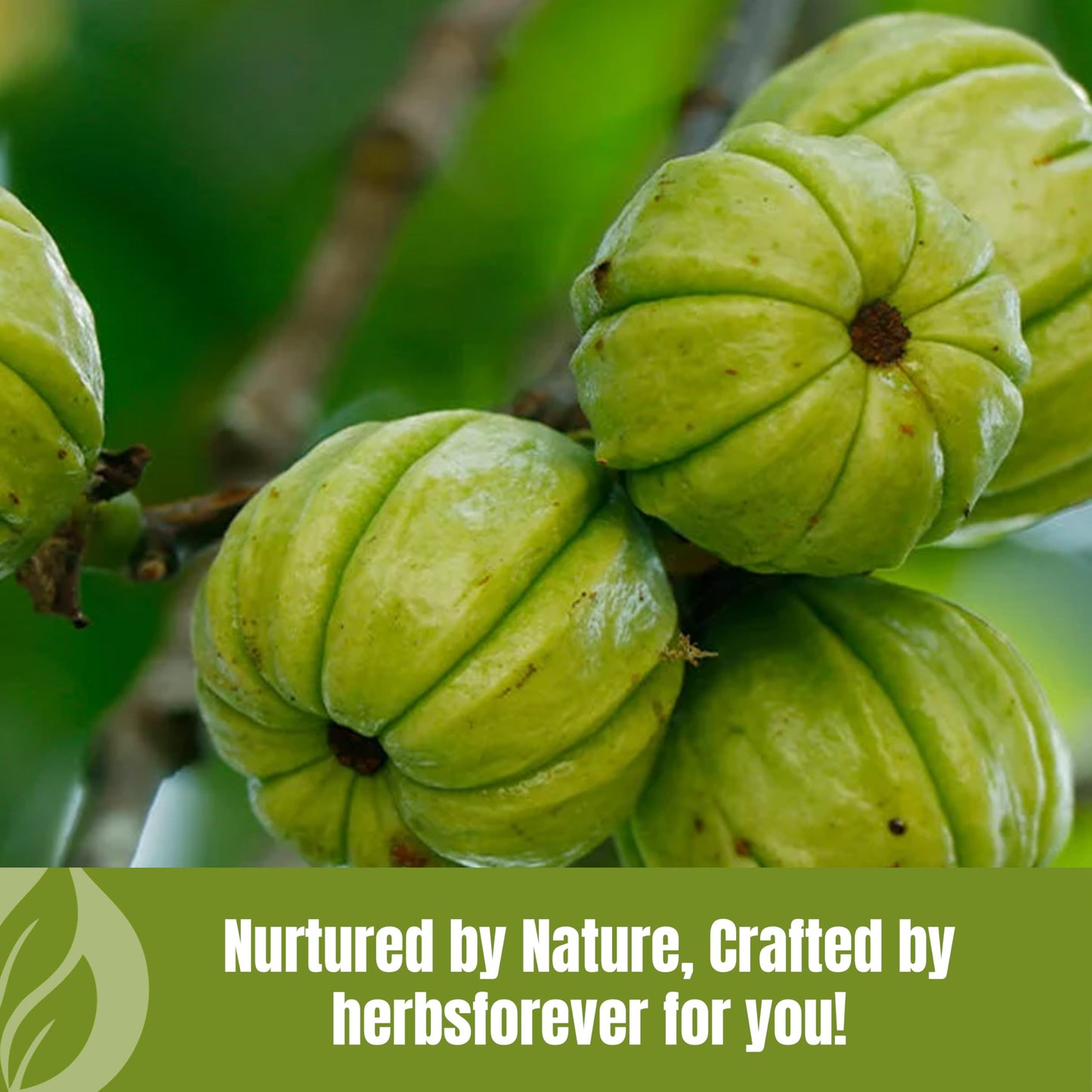 Herbsforever Garcinia Cambogia Powder 8.11 Ounces