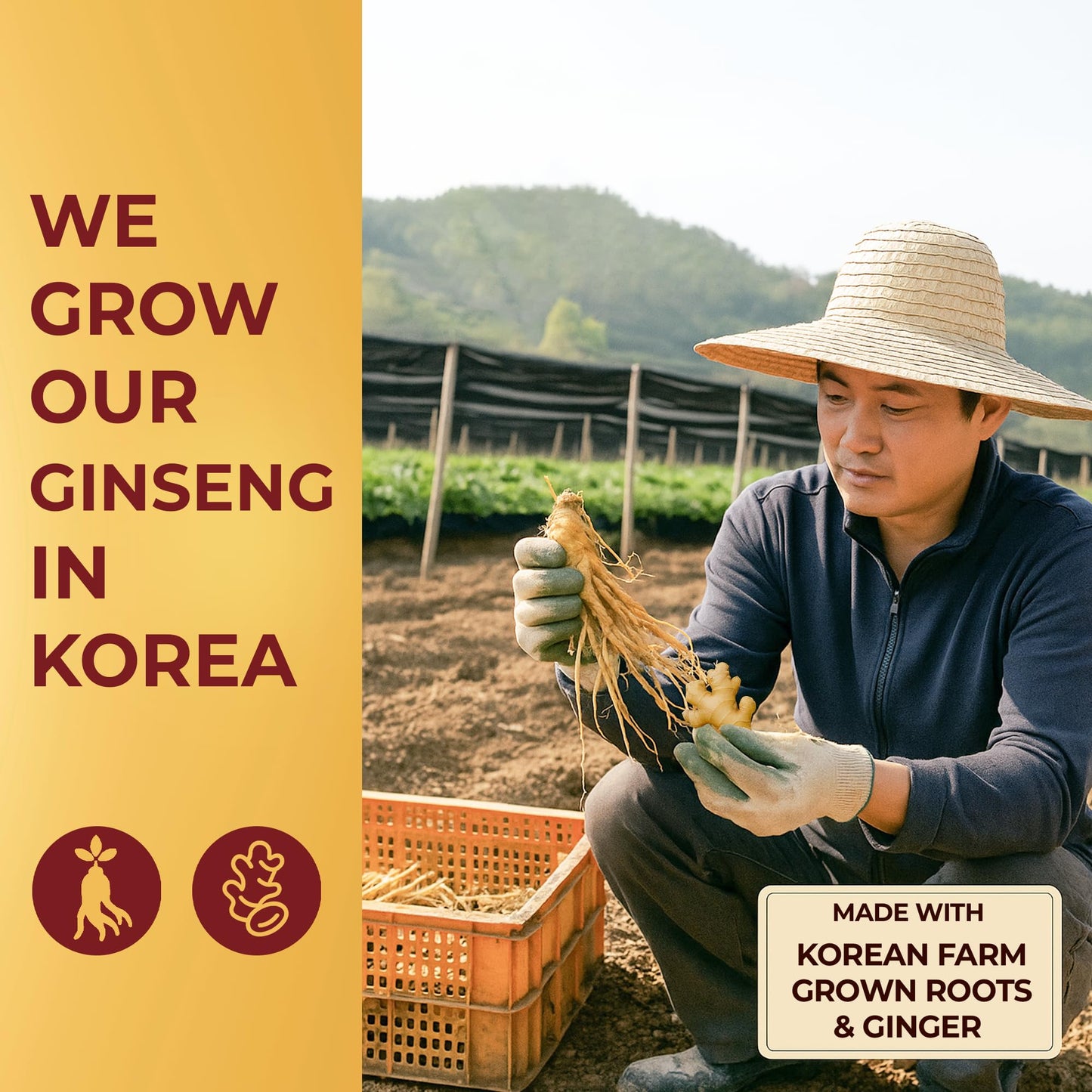 SAMSIDAE Korean Red Ginseng with Ginger Tea Powder 5.29 Ounce
