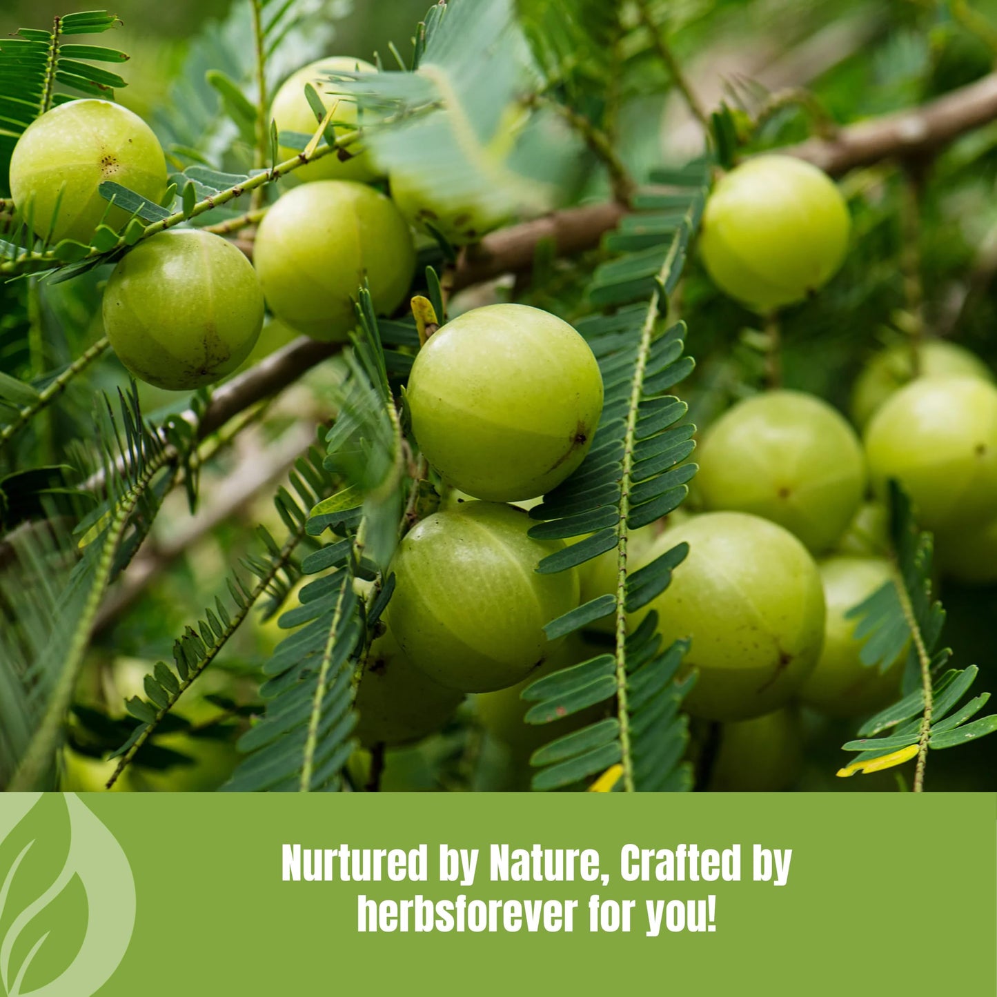 Herbsforever Amla Powder 16 oz Vitamin C