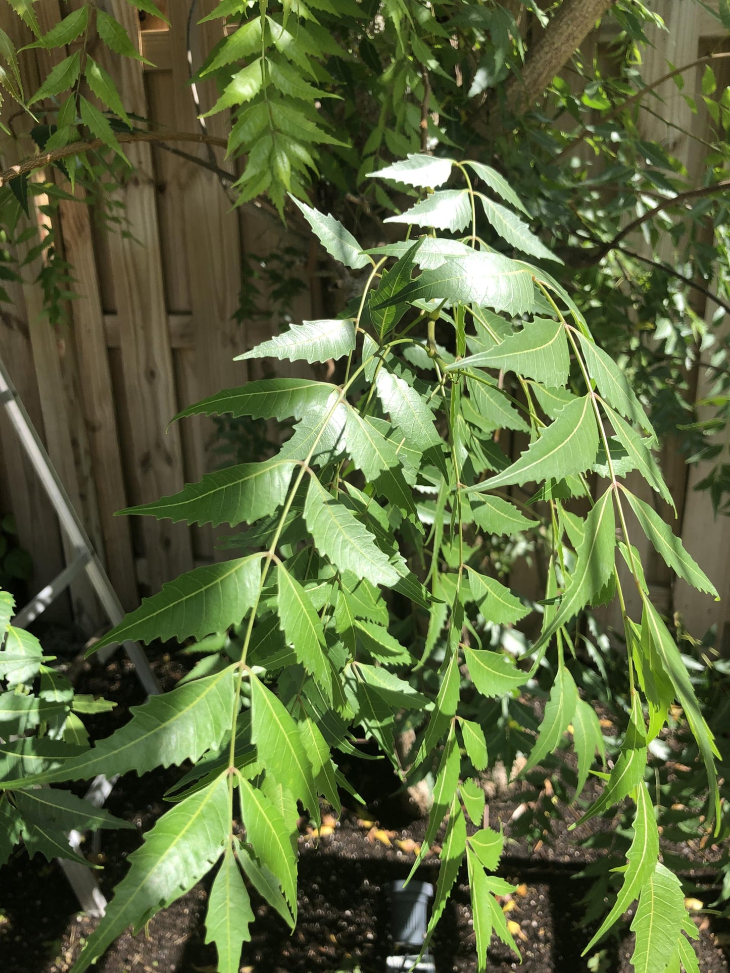 A 1 books Neem Leaves Powder 50