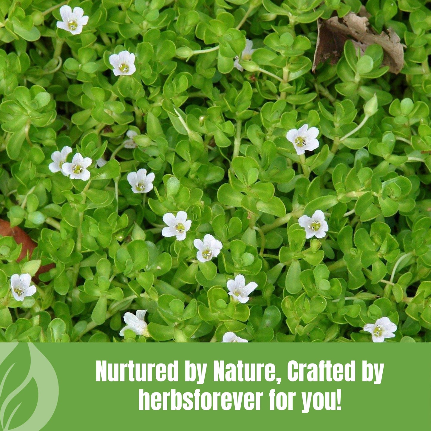 Herbsforever Brahmi Powder 8.11 oz