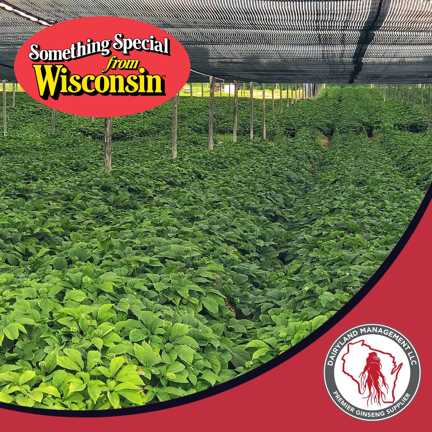 Dairyland Management LLC American Ginseng Capsules, 150 Count