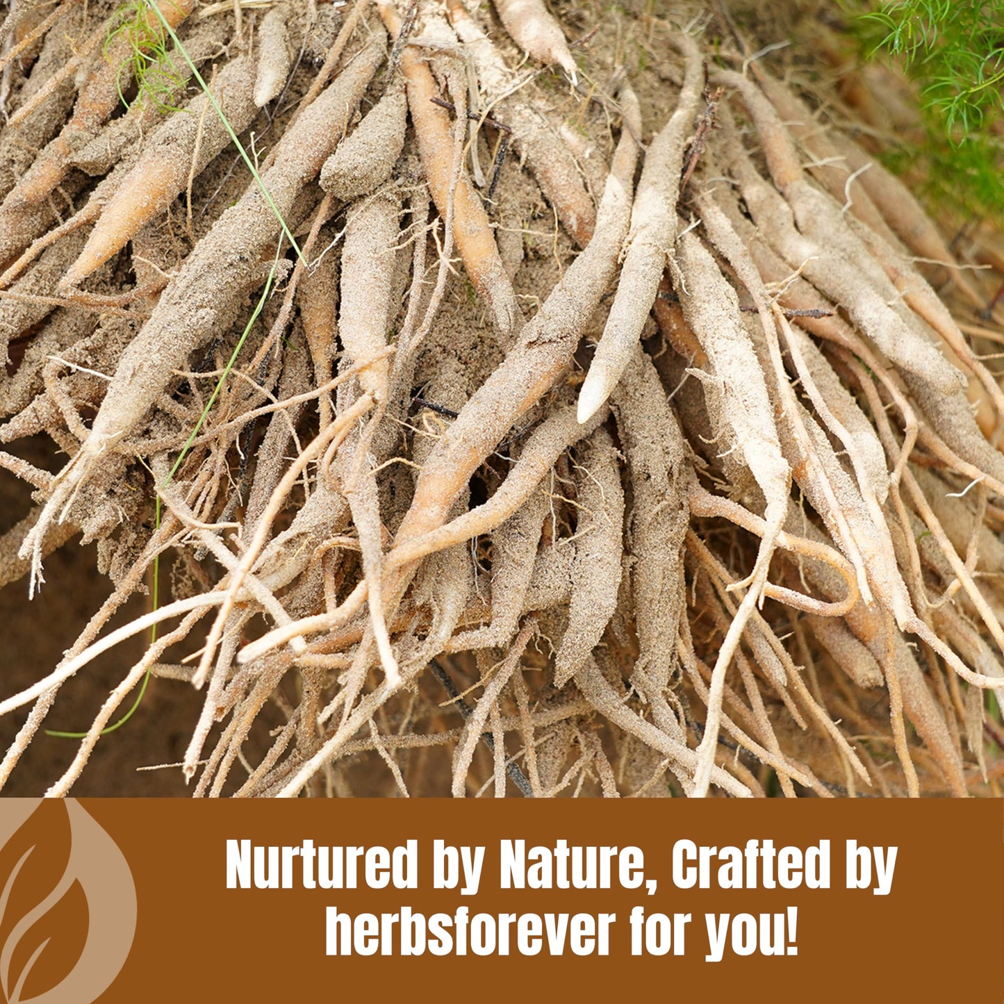 Herbsforever Shatavari (Asparagus Racemosus) Root Powder, 1 Count