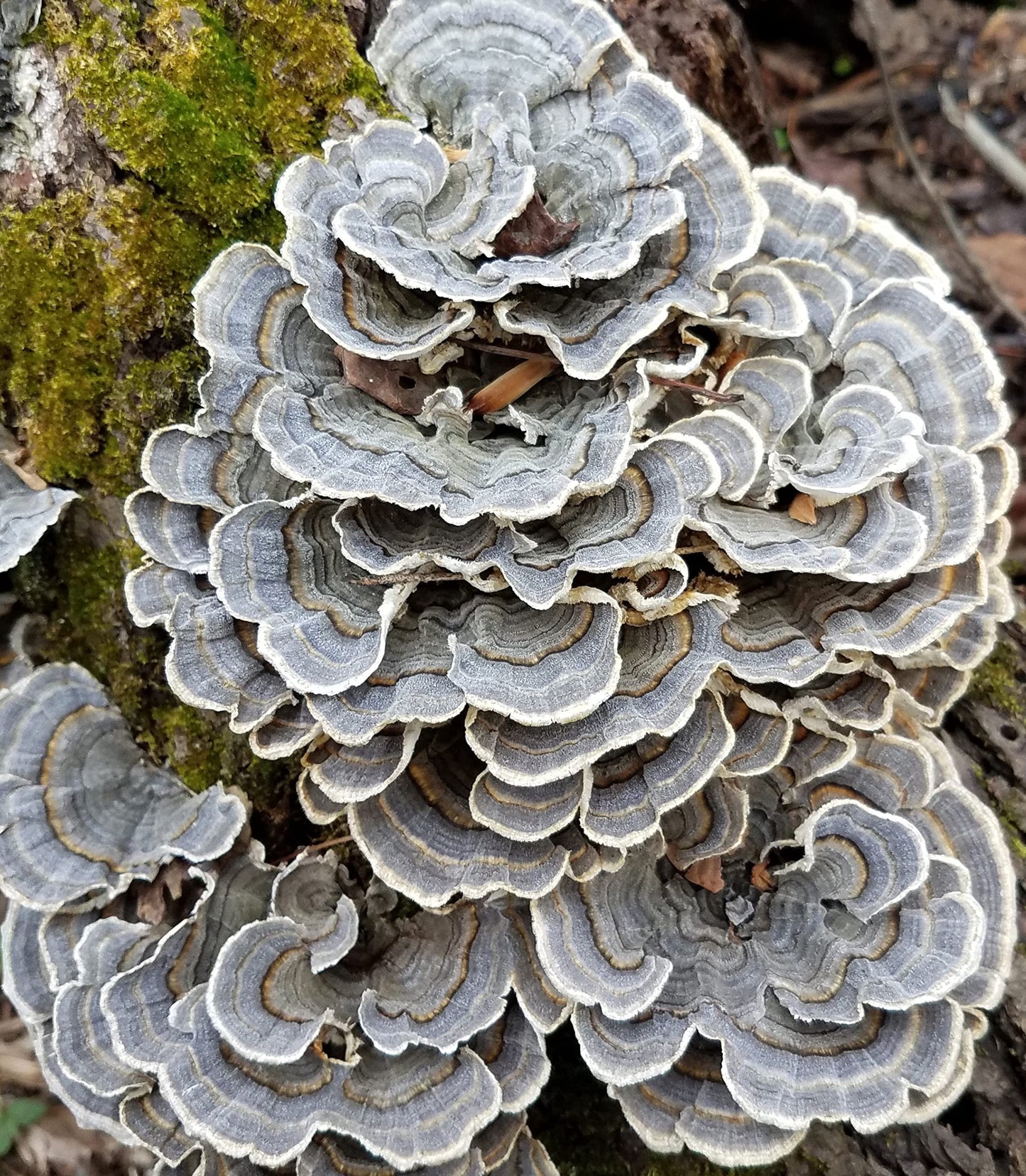 Meteor Mushrooms Turkey Tail Mushroom Powder 3.5274