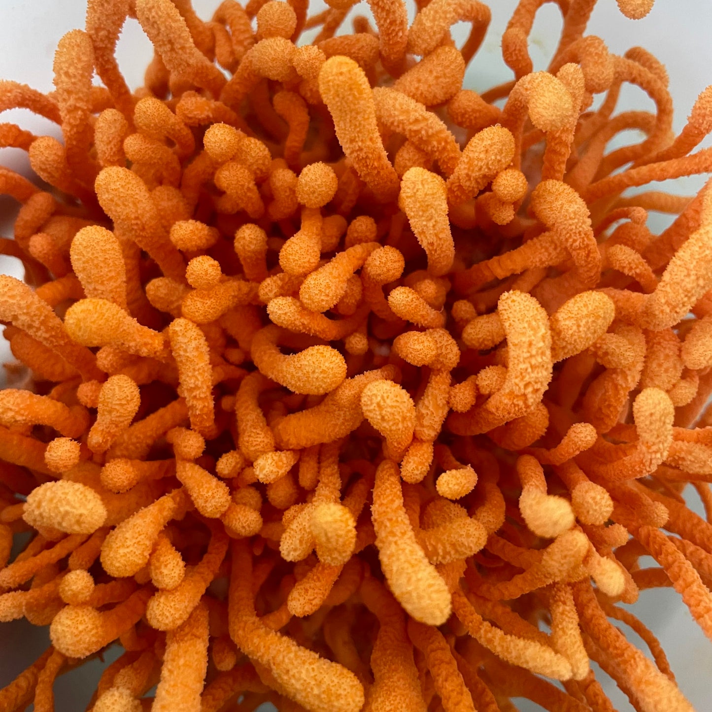 Hodgins Harvest Cordyceps Powder 1