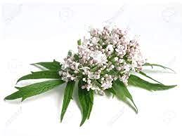 The Bloomin' Herb Shoppe Valerian Root Powder 4 oz