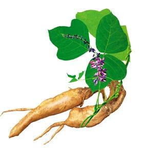 SMSHEALTHPRODUCTS.com Pueraria Mirifica White Extract Powder Capsule, 100 Count