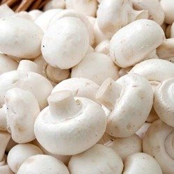 Pistol River Mushroom Farm White Button Mushroom Powder 2.5 Ounce