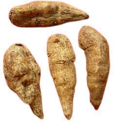 CROW ATISH KADWI - ATIVISHA Bitter - ATIWISHA - ATEESH - Aconitum HETEROPHYLLUM Powder 0.5291 oz