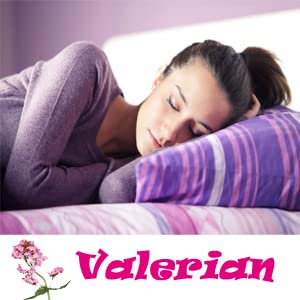 ELP ESSENTIAL Valerian Root 500mg Capsules 100 Count
