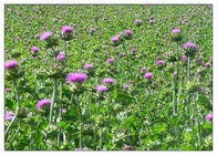 White Label Premium Herbs and Spices Milk Thistle Seed Powder, 16 oz