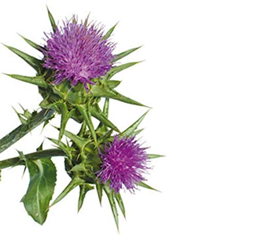 White Label Premium Herbs and Spices Milk Thistle Seed Powder, 16 oz
