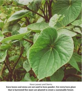 Enjoy Kava Premium Kava Powder 16 oz