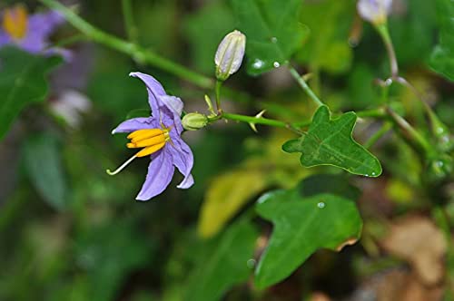 Foodherbs Climbing Brinjal/Alarka/Thuthuvalai/Solanum Trilobatum Powder, 7.05 Ounce (Pack of 1)