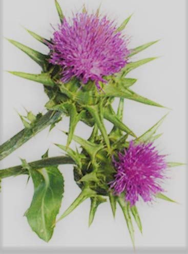 White Label Premium Herbs and Spices Milk Thistle Seed Capsules 8